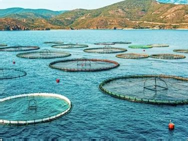 MBBR biofilter za ribe RAS: kako podržava stabilan kvalitet vode